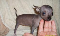 really small, only 22oz. at 10 weeks, CKC RARE chinese crested HAIRLESS female puppy for $500.00 cash only. pick of litter. comes with ckc reg. papers, toy, food, health records(worming schedule & utd shots). located outside covington. 256-355-2226