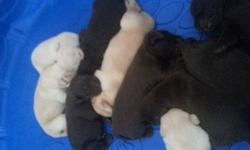 Beautiful healthy socialized labrador puppies. Mom is American dad is English. 4 yellow males, 5 chocolate females and 1 chocolate male. Will be ready to go home the beginning of July. Sold as pets only no papers.