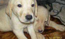 AKC YELLOW LABRADOR PUPPIES
READY FOR NEW HOMES DECEMBER A GREAT ADDITION TO YOUR FAMILY LOVING AND GREAT DISPOSITION THE PUPPIES ARE OF THE ENGLISH LINE AND DEW CLAWS HAVE BEEN REMOVED MOTHER AND&nbsp;FATHER ON SITE QUESTIONS CALL THERESA AT --