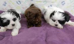 These are three very cute, sweet, and lovable Yorkie-Zu puppies!&nbsp; (Yorkie/Shih-Tzu)&nbsp; They were born 12-31-14 and are current on shots and dewormings.&nbsp; In order of pic male, male. and female.&nbsp; They are so adorable and will make such