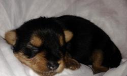 male teacup yorkievet checked shots and deworm contact 215-278-0793 or 267-250-3205