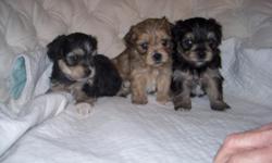 Cute Yorkie Bichon Mix pup's! Five weeks, will be ready in only 2 more weeks! 3 girls, 3 boys. They've been Vet Checked, had their shots, and been wormed! Also, we have P.O.P if you'd like to meet them. My name is Linda Sutton, you may contact me at