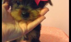 Star is a gorgeous yorkie girl. &nbsp;She has sweet baby face. &nbsp;She has lovely shiny fur-coat. &nbsp;She is playful and loving. She is home raised and well socialized. &nbsp;She comes with her first puppy shot. Pet Price $500 call 501-238-2866&nbsp;