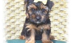 Beautiful black and gold male yorkie terrier.
fluppy little boy,he is playful and a very good eater.
Ready for a good home. Parents on sight. Please call for appoitment.
CALL ME 305-992-0625