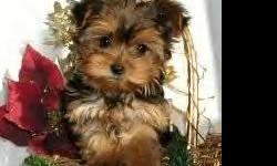 ADORABLE, NONSHED, POTTY PAD TRAINED, SMART, SWEET AND VERY LOVING FAMILY COMPANIONS. 8 WEEKS OLD. FEMALES>595.00. DOCKED TAILS, DEW CLAWS REMOVED. YORKIE LOOK -A-LIKES !!&nbsp; GET THE BEST OF BOTH WORLDS WITH THESE LITTLE CUTIES ! FIRST SHOT, WORMED,
