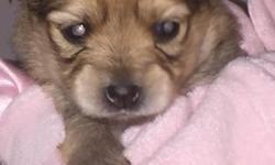 These adorable Porkie puppies were born on June 25th. Mom is a pure bred Yorkie and Dad is a pure bred Pomeranian. Both are georgious dogs. The Pomeranian gives the Yorkie the better teddy bear face! The puppies should be around 4-5 lbs full grown.&nbsp;