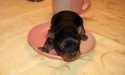 ALMOST READY FOR NEW HOME VERY PRETTY BLACK YORKIE-POO ,VERY SWEET AND SMALL PUP WILL HOLD WITH SMALL DESPOSIT . HEALTH CERT, WORMED, FIRST SHOTS ,AND TAILS DOCKED