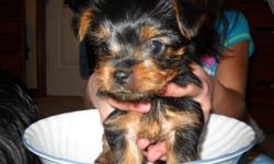 AKC Registered Yorkie Puppies; 2 boys and 1 girl. Born 9/28/10. Have had tails docked and dew claws removed; Vet Check and 1st Shots.
