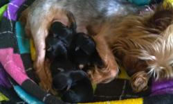 We have 1 female and 1 male yorkie puppies for sale. They are 2 day's old and will be ready in 8-9 weeks to relocate. They have all shots, wormed , tails not docked. We are NOT a puppy mill. We only have the 1 female dog that lives in our home with us the