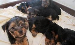 Very healthy litter of Yorkie puppies for sale. 5 boys and 2 girls available. All puppies are docked and have 1st shots and dewormed with paperwork. Clean home enviroment personal breeder. Hurry will go fast. If you want a quality yorkie puppy you will