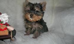 Gorgeous Yorkie puppies for sale to good homes. They are up to date on shots. Raised in our home with lots of TLC. We have males and females, AKC and CKC registered. Small sizes. Beautiful little babies. Reputable hobby breeder for 14 years.