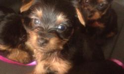 Cute little female puppies left.....ready to go! Tails docked already
Call 757-387-2226