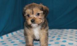 &nbsp;TEACUP, AKC Yorkie that you have been waiting for!! He will light up your life. Cupid loves everyone and will play all day long if you want him to!! He has a great personality and is super sweet!! He comes with a one-year health warranty, is