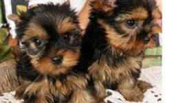 Yorkie puppies ready for a new and lovely home for more information and recent pictures of the puppies, please kindly get back to us via text or call at &nbsp; (507) 299-8075