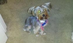 Male 8 month old Yorkie Puppy. Akc registered. All shots very sweet loving and playful. Having to move new place does not allow dogs. Must sell asap.Serious call or text only Will only take cash for him and will not ship any where.