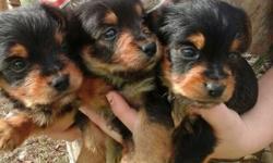 1 male yorkie puppy
Ckc registered
Tonya's Tiny Companions on Facebook&nbsp;
478-697-0420&nbsp;
East Dublin ga&nbsp;
TAKING DEPOSITS NOW&nbsp;
State licensed Pet dealer&nbsp;