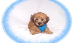 This baby is darling. He is sweet and gentle but playful. He would make a great pet for children. He is a Yorkie and a Poddle mix. He is hypo allergenic and has a beautiful non shedding hair coat.He is micro chipped. He comes with his first series of