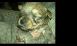 i have yorkiepoo puppies mom is akc yorkie dad toy poodle great looking puppies i have a male and female left, puppies have there tails and dewclaws removed they will have frist shots vet check dune on may 6th, they will be 6 weeks old so 2 weeks from may