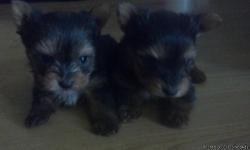 2 Male Yorkies. Born November1, 2013. Parents Are 4 And 5 Lbs. WillHave1St Shots And Wormed.
