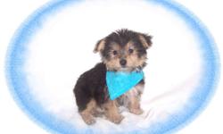 This baby boy is precious. He is cheerful and has a delightful personality. He is a Yorkie and a Maltese mix-"Morkie". He would love a new family with kids to play with.He is hypo allergenic and has a beautiful non shedding hair coat.He is micro chipped.