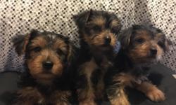 Yorkshire Terrier puppies for sale 9 weeks old very energetic loves playing with kids. call or text 6319931119 for more information