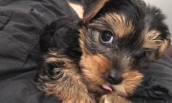 We have had a Girl Yorkshire Terrier Born on April 12th. &nbsp;Father and mother on site. We have papers for father not mom. Mom was a rescue dog. Adorable, healthy and clean. She had duct tails and declawed done at 2days of age. You will just love her.