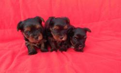 Adorable little Yorkie puppies,&nbsp; they are ACA registered and come with thier first shot, dewormed and health guarantee.&nbsp; Raised in my home and very healthy.&nbsp; Will be approx&nbsp;&nbsp; 5lbs.&nbsp;&nbsp; Please phone calls and texts