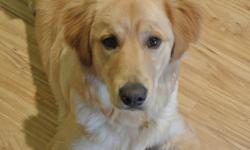 Very friendly 14 month old Male Golden Retriever named "Duke". Needs new home due to work schedule, return to school and the addition of new baby in the home. Proper attention can no longer be given to Duke because of the hectic work/school schedule and