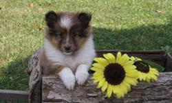 Hiya I'm Zoey I am a female ACA Shetland Sheepdog. I am beautiful with my fluffy fur and pretty smile. &nbsp;I was born on June 12, 2016. I will come with shots and worming to date. They are asking $650.00 for me. If you like to snuggle and have fun, then
