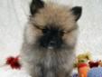ADORABLE 10 weeks OLD PURE BREED POMERANIAN