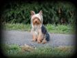 Adorable Pure Breed, AKC Yorkshire Terrier ( Yorkie ) puppies