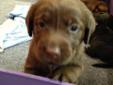AKC Chocolate Labrador Retriever puppies