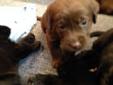 AKC Chocolate Labrador Retriever puppies