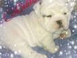AKC English Bulldog female puppy for sale!