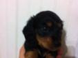 AKC Miniature Longhaired Dachshunds