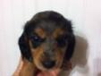 AKC Miniature Longhaired Dachshunds