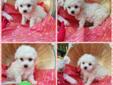 AKC TOY POODLE PUPPIES
