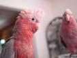 Ana's parrots