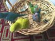 Baby Talking Parrots (Hand-fed and Very Tame)
