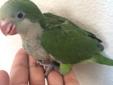 Baby Talking Parrots (Hand-fed and Very Tame)