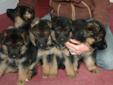 Beautiful AKc Registered German Shepherd Puppies