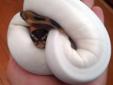 Beautiful albino and piebald ball pythons