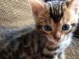 Bengal kittens available 6 weeks old male and females.