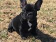 cute akc french bulldog puppies available