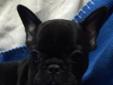 cute akc french bulldog puppies available