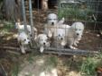 Full Blood Great Pyrenees Pups