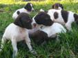 GERMAN SHORTHAIRED POINTER PUPPIES FOR SALE!!!