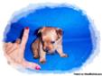Gold YorkiePom Puppy, Taking Deposits, Yorkshire Terrier / Pomeranian
