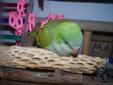 Hand fed Green Quaker Parrot babies for sale