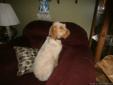 Hunting dog for sale (puppy)